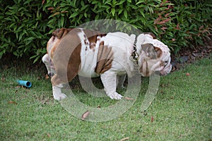 white english bulldog urinate on green grass at the park, fat do