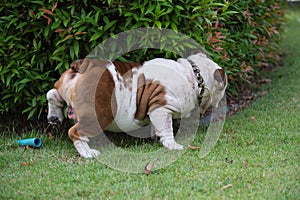 white english bulldog urinate on green grass at the park, fat do photo