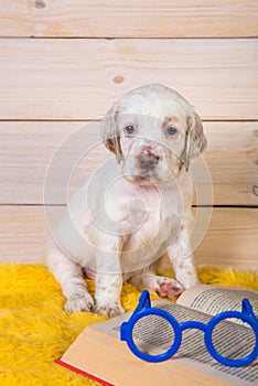 White English setter puppy dog is reading book