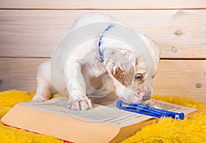 White English setter puppy dog is reading book