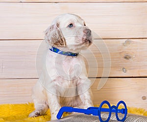 White English setter puppy dog is reading book