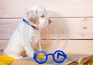 White English setter puppy dog is reading book