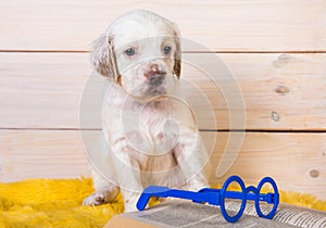 White English setter puppy dog is reading book