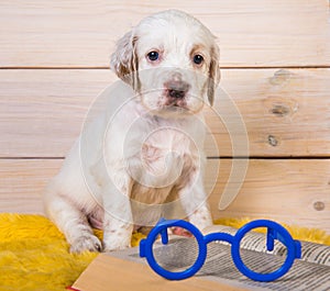 White English setter puppy dog is reading book