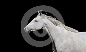 White English thoroughbred horse on a black background