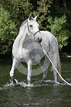 White English Thoroughbred horse in river