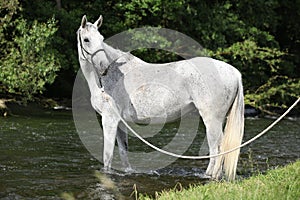 White English Thoroughbred horse in river