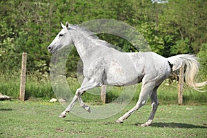 White English Thoroughbred horse running in paddock