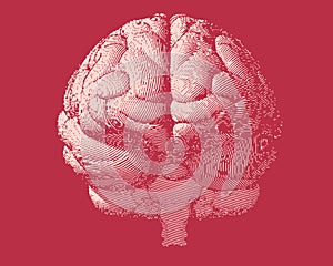 Engraving brain illustration in front view on red BG