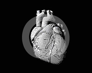 White engraving human heart illustration on dark BG