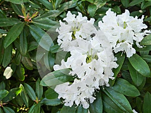 White ericaceae flowers closeup