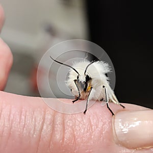 White ermine moth