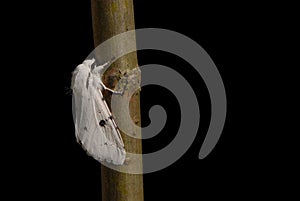 White Ermine moth