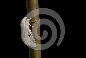 White Ermine moth photo