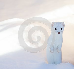 White ermine weasel standing in deep snow