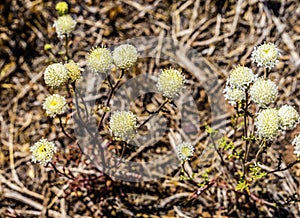 White Esteve's Pincushion Blooming Macro