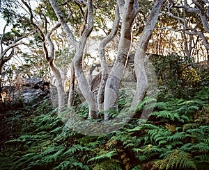 White eucalyptus tree trunks back lit with warm light in green fern ground cover in colour Sydney NSW Australia
