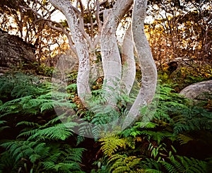 White eucalyptus tree trunks back lit with warm light in green fern ground cover in colour Sydney NSW Australia