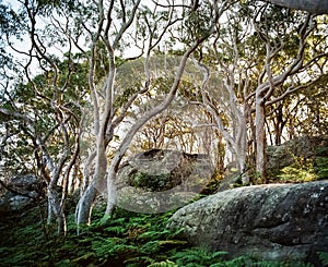 White eucalyptus tree trunks back lit with warm light in green fern ground cover in colour Sydney NSW Australia