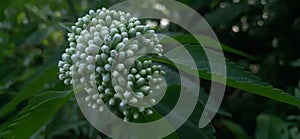 White Eupatorium Flower