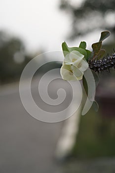 white euphoria flowers with thorny flower stems