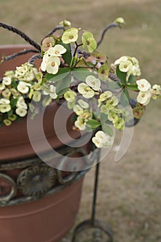 white euphoria flowers with thorny flower stems