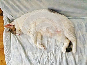 White european cat lays down on the bed, Mammal, animal, pets