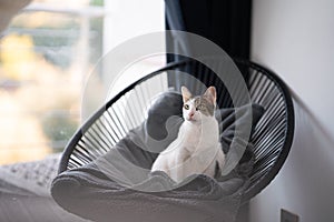 White European cat sitting on designer chair looking distracted in a room with blurred background