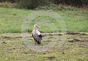 White European stork, Ciconia bird on green field in countryside