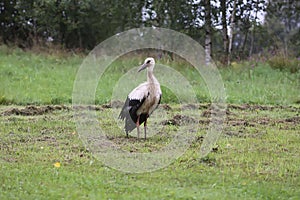 White European stork, Ciconia bird on green field in countryside