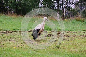 White European stork, Ciconia bird on green field in countryside