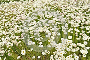 White Everlasting Daisies