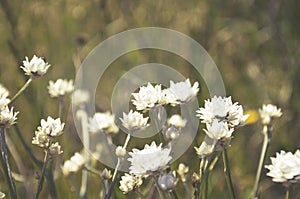 White Everlasting daisies