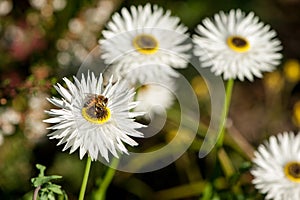 White Everlasting Daisies Coronidium elatum