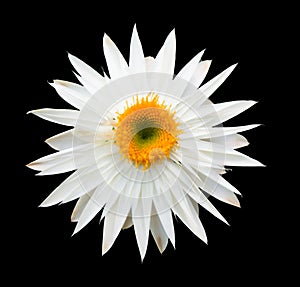 White everlasting flower