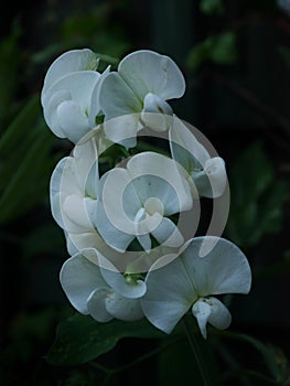 White Everlasting Sweet Pea Flowers