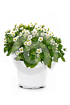 White `Exacum Affine` Persian violet plant with small flowers in full bloom in pot on white background photo