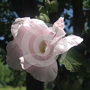 White exquisite flower in summer time