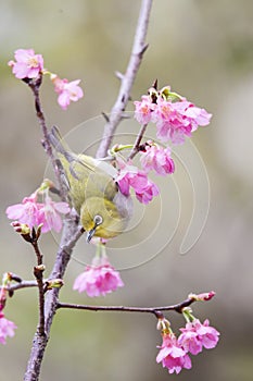 White-eye