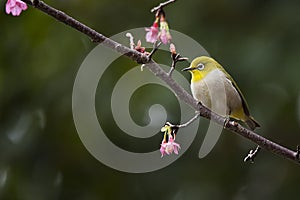 White-eye