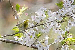 White-eye bird on branch of cherry tree