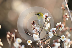 White-eye bird on branch of Japanese apricot tree