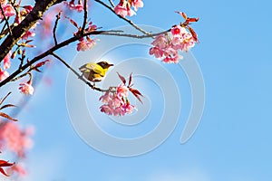 White-Eye Bird on Cherry Blossom and Sakura