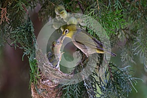 White-eye bird feeding photo