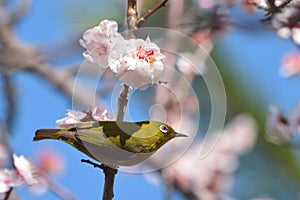 White Eye Bird on White Plum blossom tree