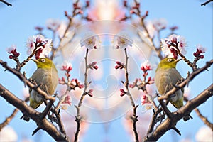 White Eye Bird on White Plum blossom tree