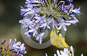 White-eye feeding on agapanthus