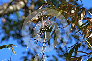 White-eye-framed gray bird Alcippe morrisonia photo