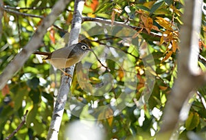 White-eye-framed gray bird Alcippe morrisonia photo