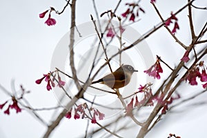 White-eye-framed gray bird Alcippe morrisonia, a common bird photo